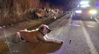 Tekirdağ'da Kaçan Keçiler ve Çoban Köpeği Polis Tarafından Bulundu