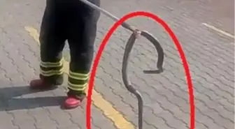 Hatay'da Fabrikaya Giren Yılan İtfaiye Tarafından Yakalandı