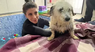 Felç Geçiren Kırpık, Tekrar Ayağa Kalktı