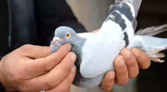 Erzincanlı Kuş Yetiştiricileri Güvercin Aşkını Yaşıyor