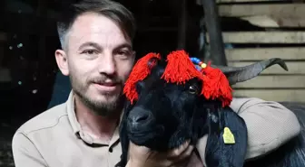 Kayıp Keçi 'Şanslı' Kurtarıldı, Kesilmekten Kurtulmuş Olmanın Mutluluğu Yaşanıyor