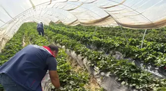 Koçarlı'da Çilek Hasadı Öncesi Pestisit Denetimi
