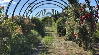Edirne'de 'Koku Tüneli' ile Aromatik Bitkiler Tanıtılıyor