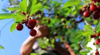 Tarım İşçileri Zirai Don Nedeniyle Mağdur Oldu