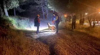Pendik'te Ormanlık Alanda Kaybolan Şahıs İçin Arama Çalışmaları Başlatıldı