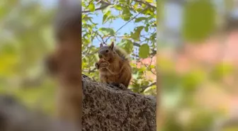 Zorkun Yaylası'ndaki Sincap Bayram Kömbesi Yiyor