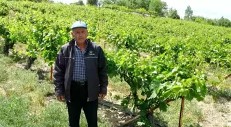 Zirai Don Malatya'nın Köhnü Üzümlerini Vurdu