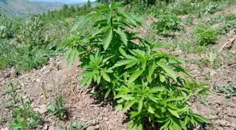 Bingöl'de 700 Kök Kenevir ve 20 Kilogram Kıyılmış Tütün Ele Ge geçirildi