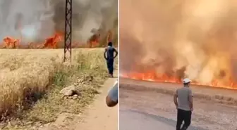 Elektrik kıvılcımları yangın çıkardı, 40 dönüm buğday küle döndü