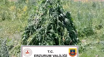 Erzurum'da 867 Kök Kenevir Ele Geçirildi