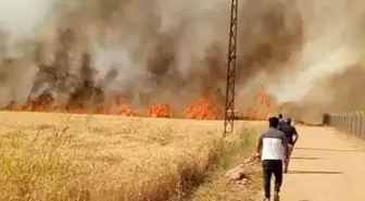 Şanlıurfa'da Buğday Tarlasında Yangın: 40 Dönüm Küle Döndü