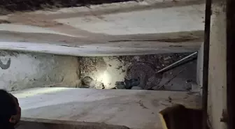 Çankaya'da Havalandırma Boşluğuna Düşen Yavru Kediler Kurtarıldı