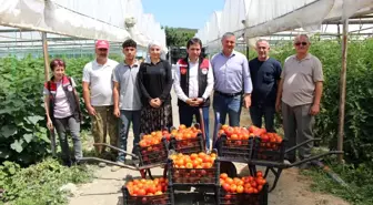 Amasya'da Domates Hasadı Başladı