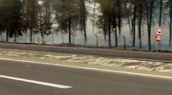 Şanlıurfa'daki Orman Yangını Kontrol Altına Alındı