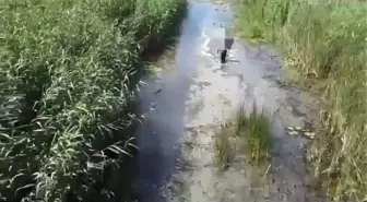 Dron Desteğiyle Kaybolan Sülükçü Kurtarıldı