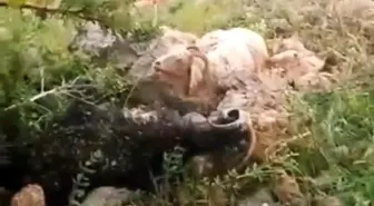 Yıldırım Düşmesi Sonucu 8 Koyun Telef Oldu, Çoban Yaralandı