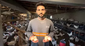 Yüksekova'da Genç Girişimciden Organik Yumurtaya Büyük Talep
