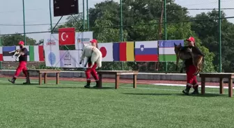 9 ülkeden 27 arama kurtarma köpeği İstanbul'daki şampiyonada