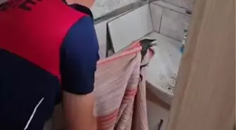 Bayram Tatilinde Mahsur Kalan Karga Kurtarıldı