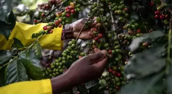 Bir Acı Kahve Hikayesi: Afrika'nın Sömürgecilikle Mücadelesi