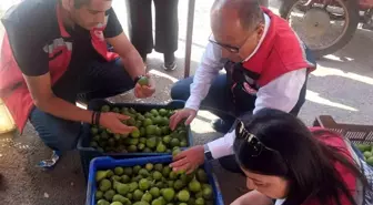 Aydın'da İncir İlek Pazarında Denetim Gerçekleştirildi