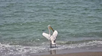 Hatay'da Nadir Görülen Ak Pelikan Tek Başına Görüntülendi