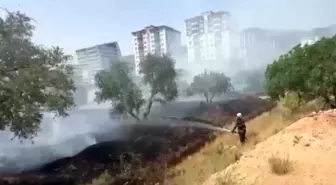 Kahramanmaraş'ta Zeytinlikte Yangın Çıktı