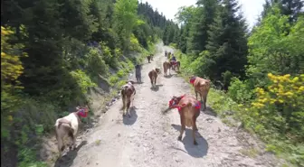 Doğu Karadeniz'de Yayla Göçü Renkli Görüntüler Oluşturuyor