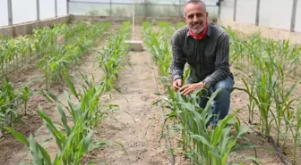 BATEM'den Su Tasarrufu Sağlayan Yerli Mısır Türleri