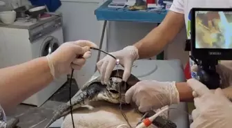 Akyaka'da Yaralı Caretta Caretta Kurtarıldı