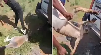 Savunmasız kanguruya yapılan işkence kan dondurdu