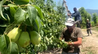 Bursa'da Hasat Öncesi Seyreltme Çalışmaları Başladı