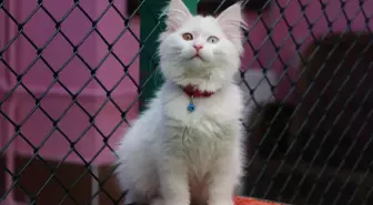 Van Kedi Villası'nda İlk Parti Doğumlar Tamamlandı