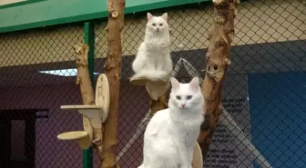 Van Kedi Villası, 2025'te Binlerce Ziyaretçiyi Ağırladı