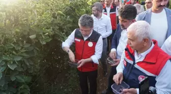 Siirt'ten Yılın İlk 4 Ayında 427 Ton Böğürtlen İhracı