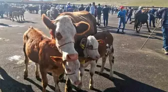 Bayburt'ta Şap Hastalığı Nedeniyle 14 Köy ve 4 Mahalle Karantinaya Alındı