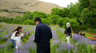 Erzincan'daki Lavanta Tarlaları, Ziyaretçi Akınına Uğruyor