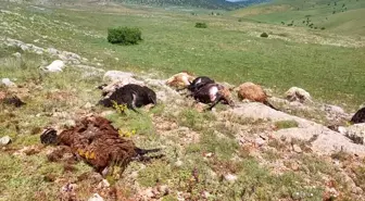 Kelkit'te Yıldırım Düşmesi Sonucu 18 Küçükbaş Hayvan Telef Oldu