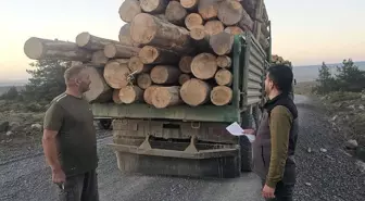 Bolu'da Kaçak Ağaç Kesimi Davasında Hapis Cezası