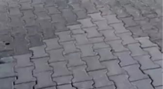 Karşıyaka Mezarlığı'nda Yılanlar Gözüktü