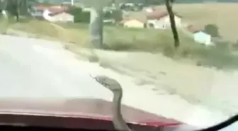 Tavşanlı'da Seyir Halindeki Araçta Yılan Şaşkınlığı