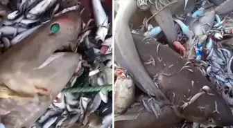 Mersin'de 8 köpekbalığı ağlara takıldı: Bunlar adamı yer