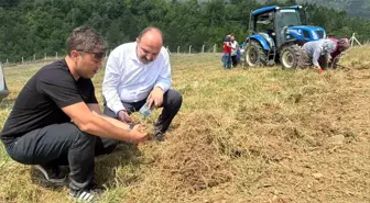 Safranbolu'da Safran Hasadı Başladı