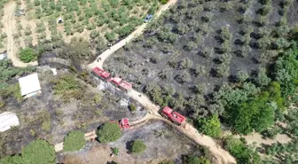 Gemlik'te Zeytinlikte Yangın, Helikopterle Söndürüldü