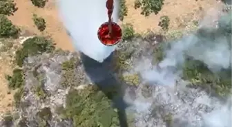 Aydın'da Orman Yangını: Müdahale Devam Ediyor