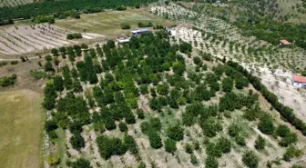 Demirci Kirazında Hasadın Başlangıcı ve İhracat