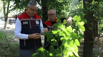 Edirne'de Kahverengi Kokarca ile Mücadele: 2 Bin Samuray Arısı Doğaya Salındı