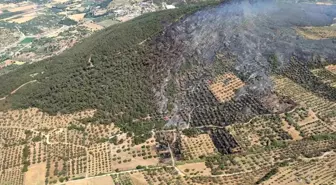 İzmir'de Orman Yangını Kontrol Altına Alındı, 4 Kişi Gözaltında