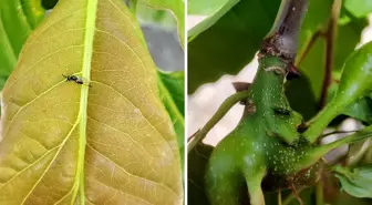Düzce'de Kestane Gal Arısı ile Mücadele İçin Savaşçı Böcek Salındı