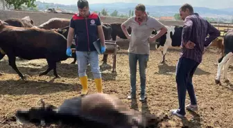 Kırıkkale'de Yıldırım Düşmesi 6 Büyükbaş Hayvanı Telef Etti
